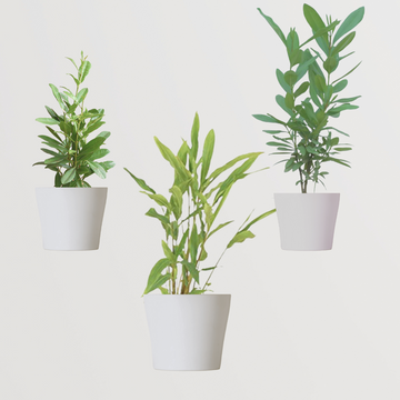 Rare spice plant gift set